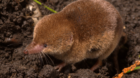 Common shrew | The Wildlife Trusts